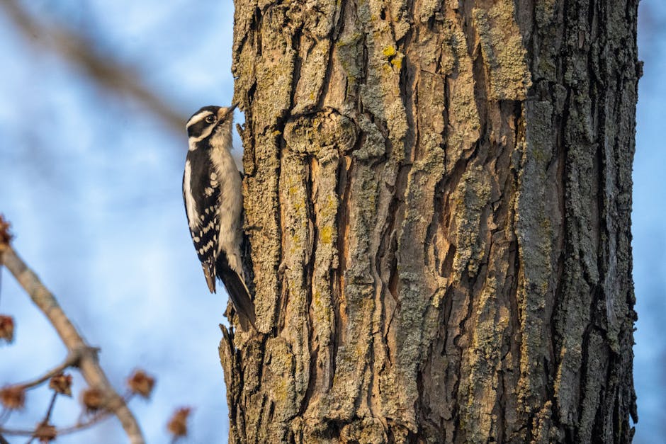 Woodpecker clinging to a tree trunk searching for insects beneath the bark