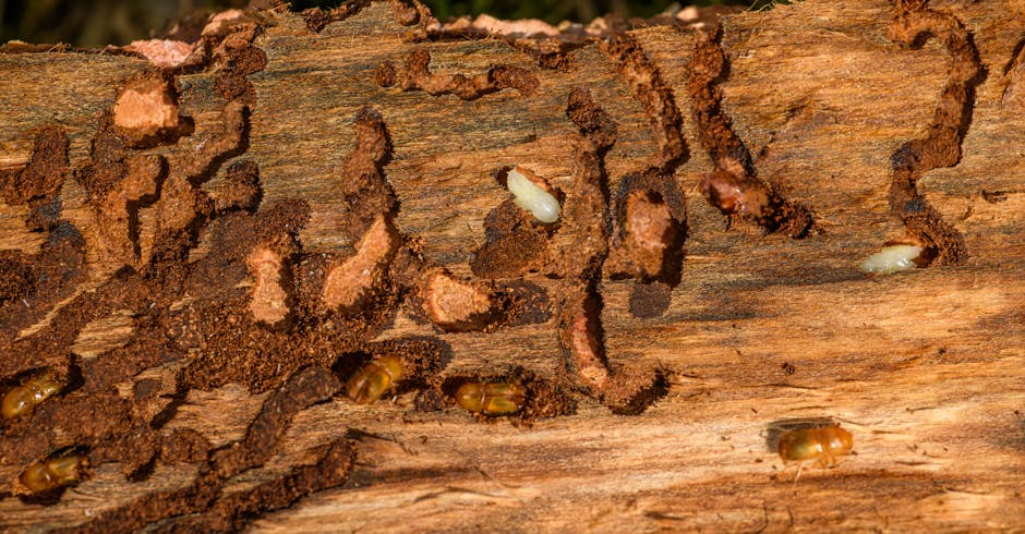 Close-up of bark damaged by wood-boring insects showing exit holes and tunnels