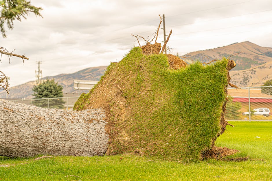 Uprooted tree with exposed root ball lying in a field after a storm