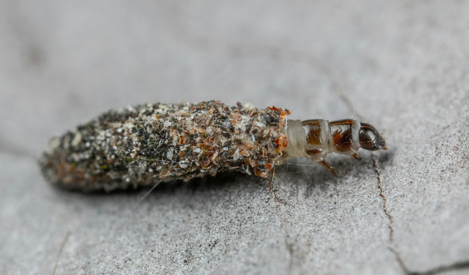 Bagworm larva camouflaged on bark