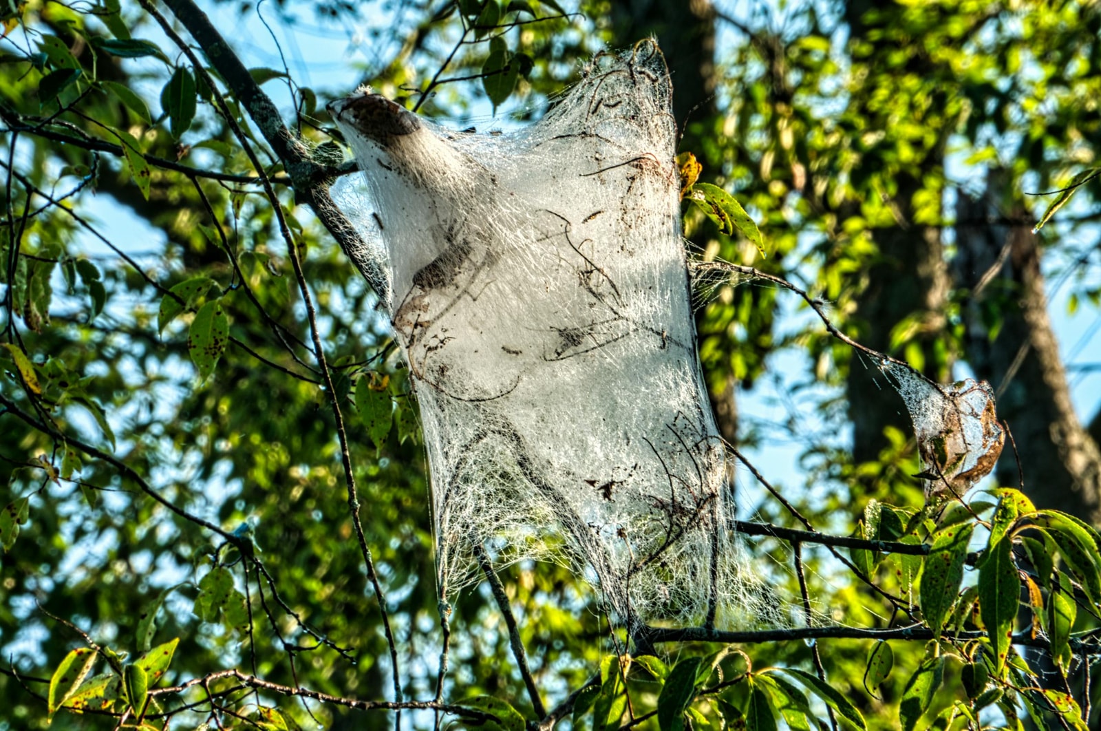 Silk web spread across tree branches with sunlight filtering through