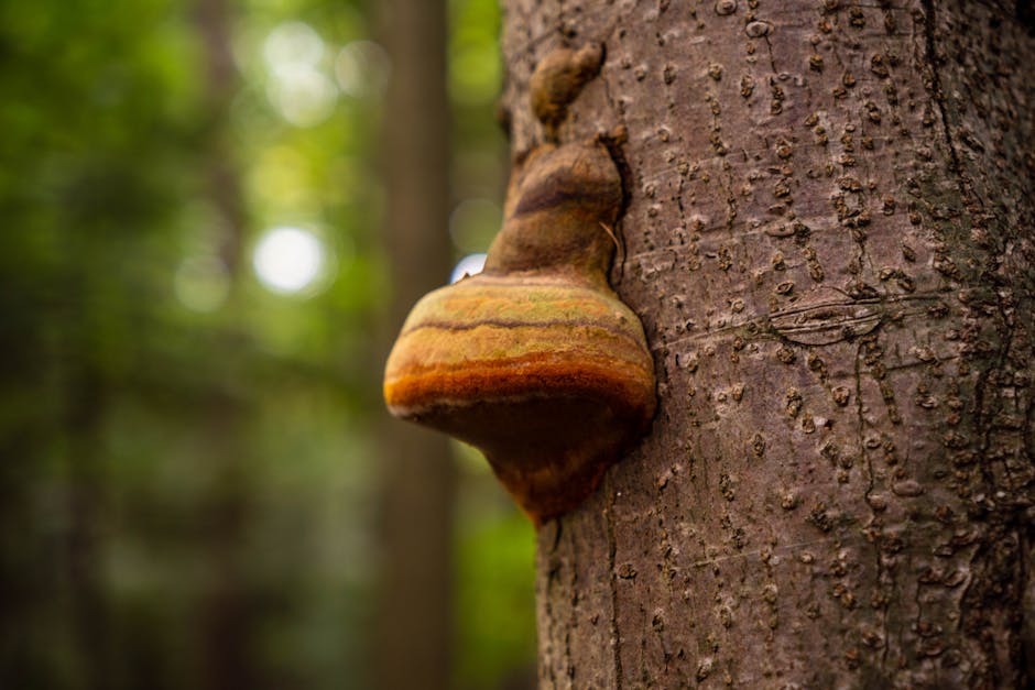 Colorful bracket fungus with concentric bands growing on a tree in a forest setting