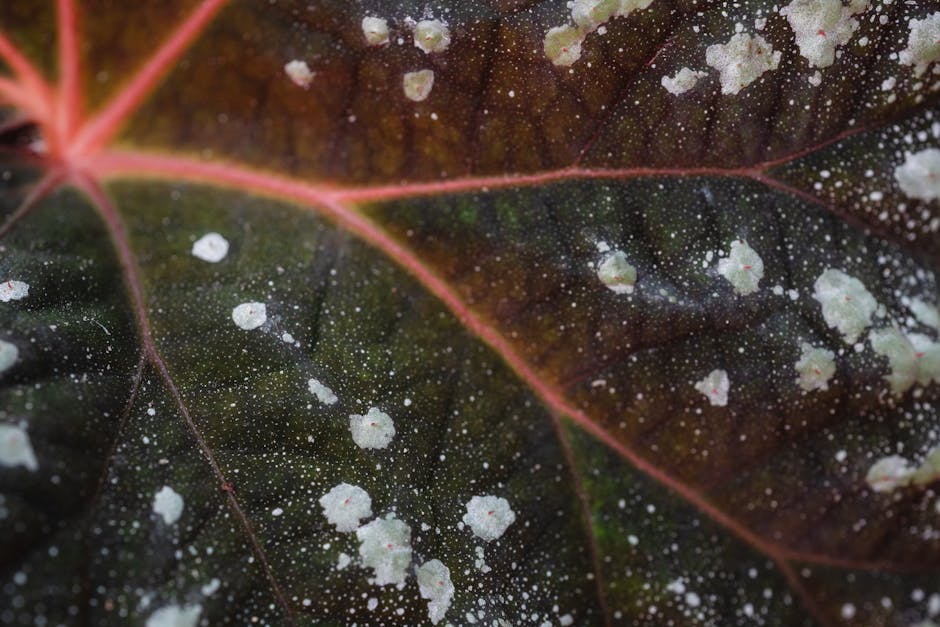 Close-up of a leaf showing powdery mildew fungal infection on the surface