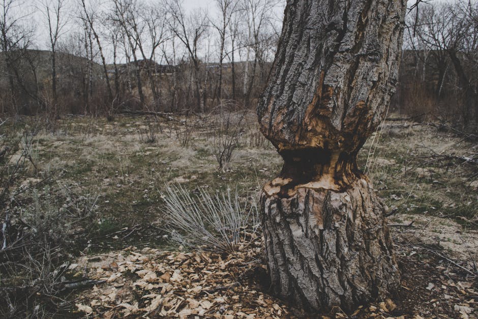 Tree trunk with visible bark damage and wound in a winter forest