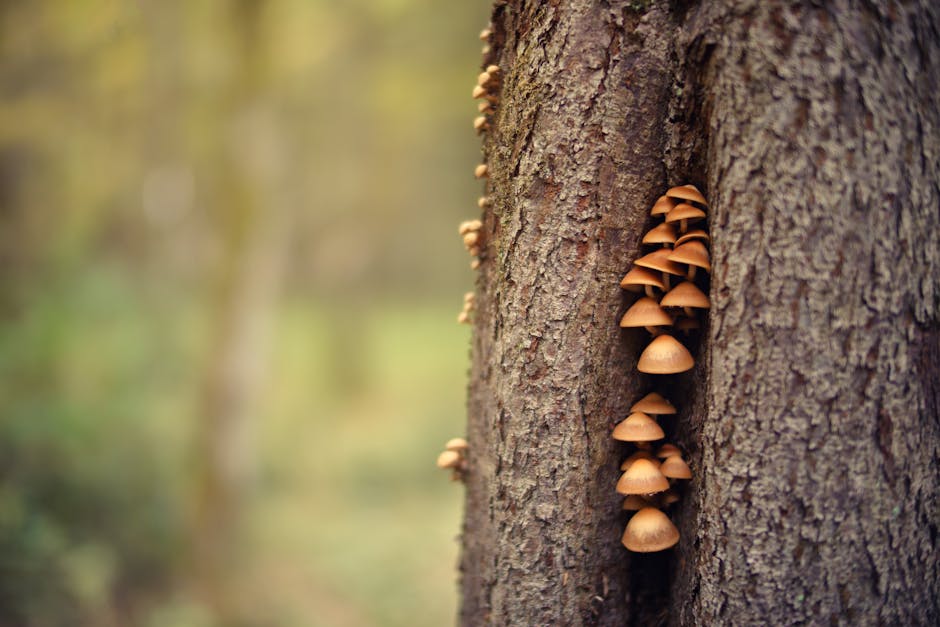 Cluster of wild mushrooms growing on a tree trunk in a forest setting
