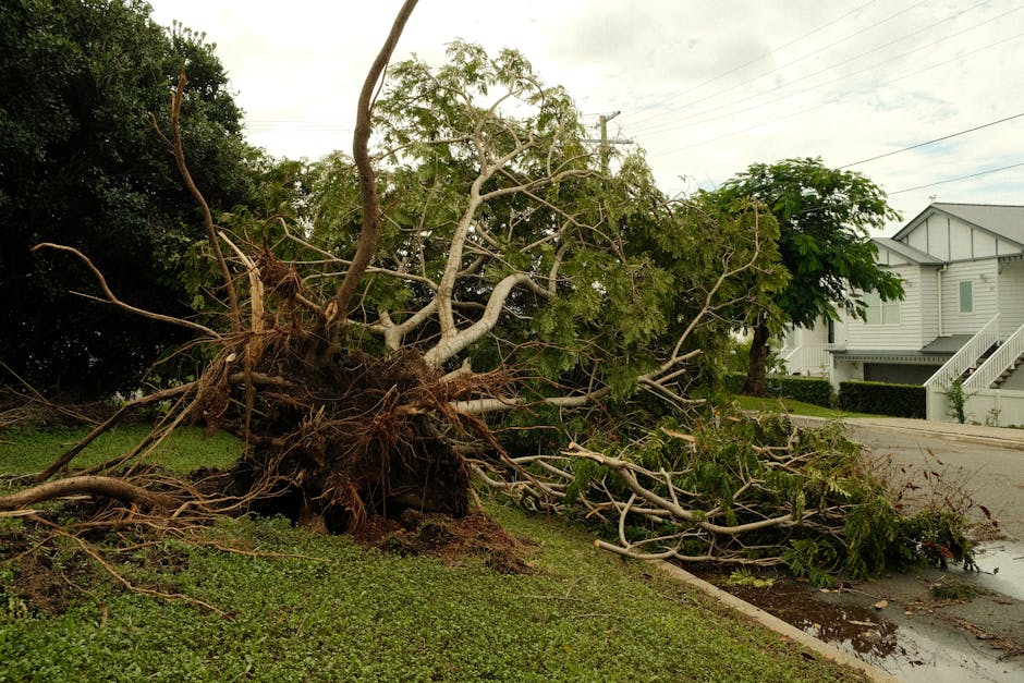 Large tree uprooted on a suburban street after a severe storm, showing exposed root ball