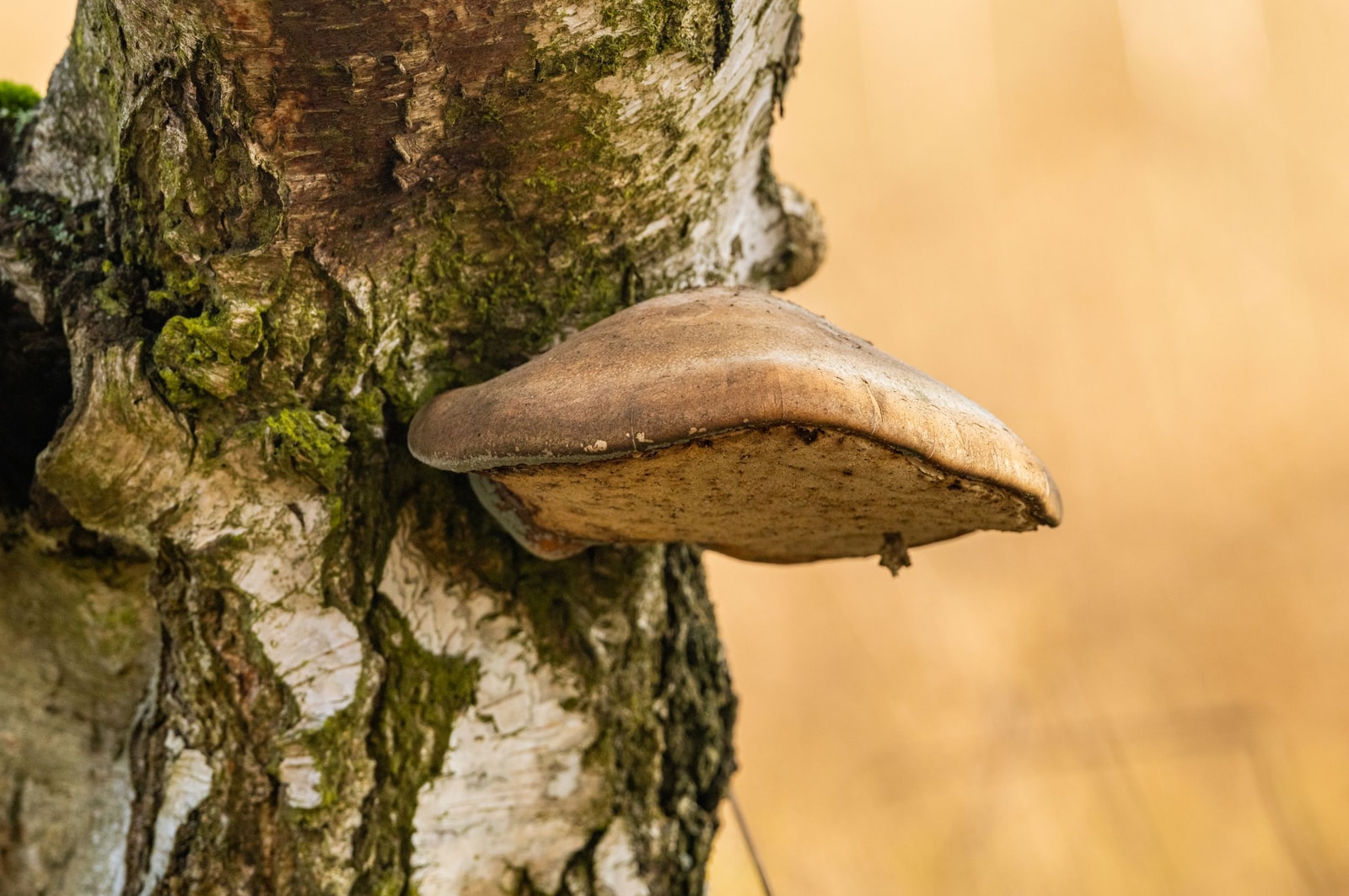 A large bracket fungus growing from the trunk of a birch tree