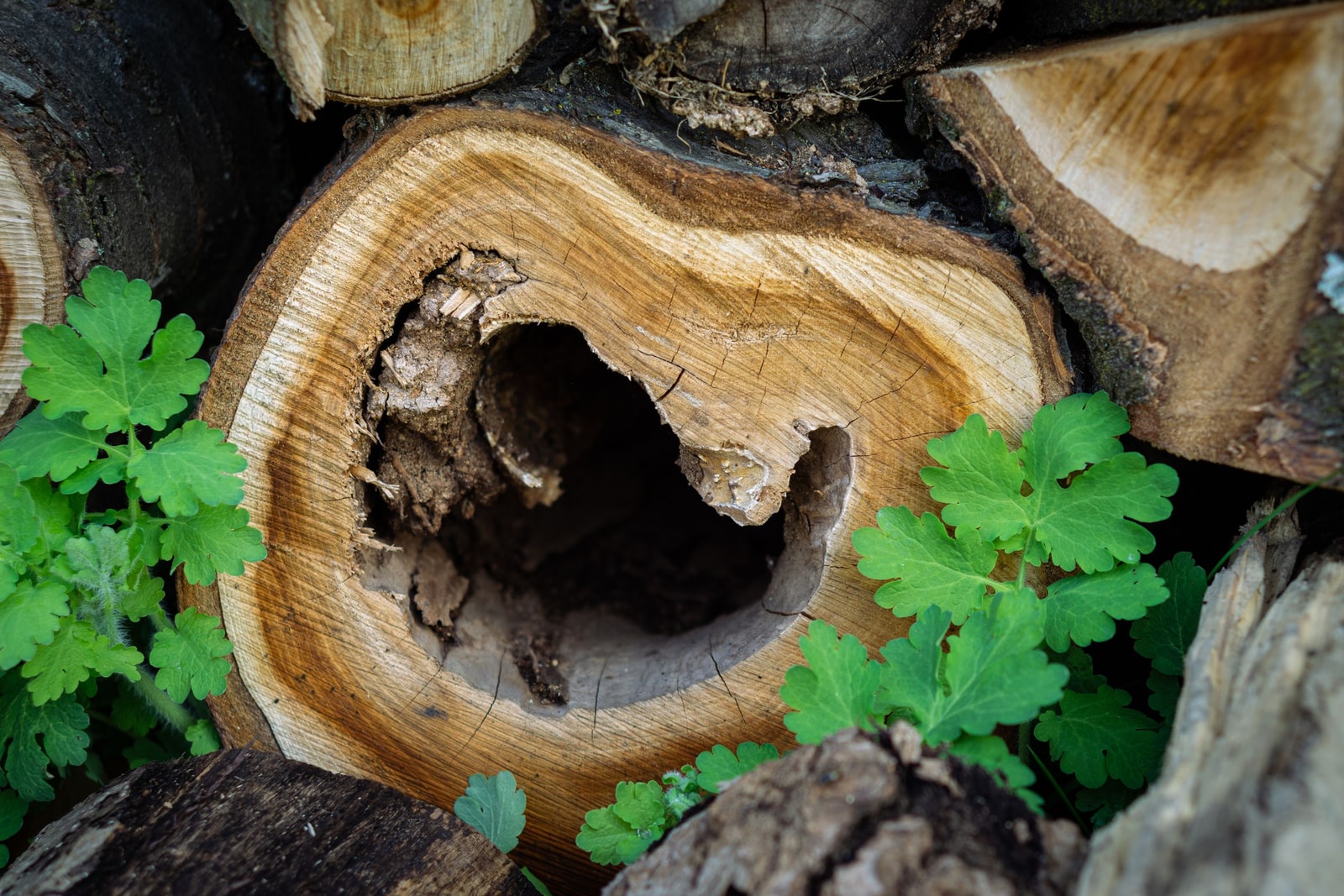 Cross-section of a cut log showing a hollow, decayed center