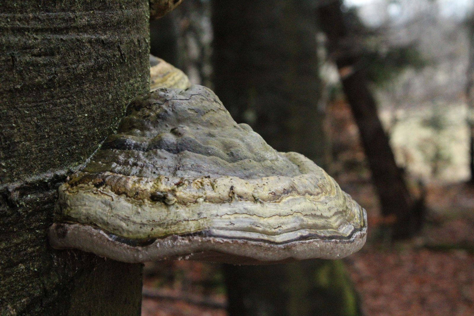 Shelf mushrooms growing on the bark of a tree