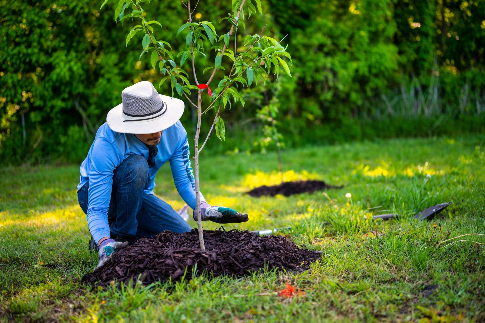 A mulch ring spread around the base of a young tree