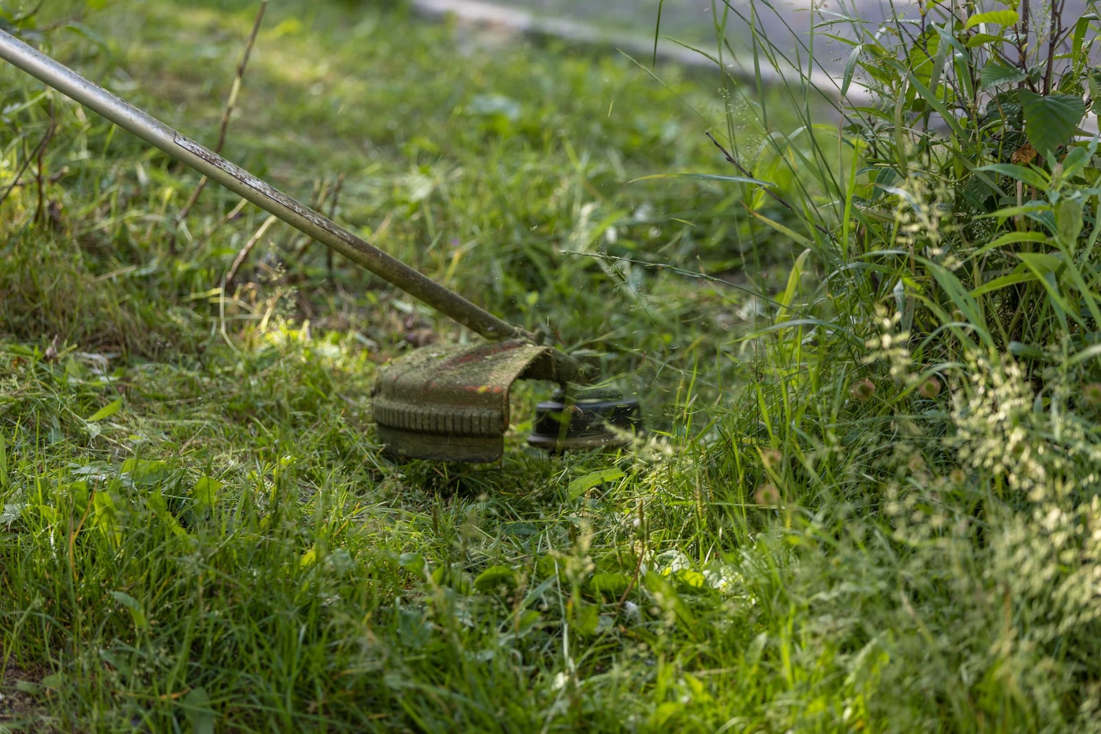 A string trimmer cutting grass near the base of trees