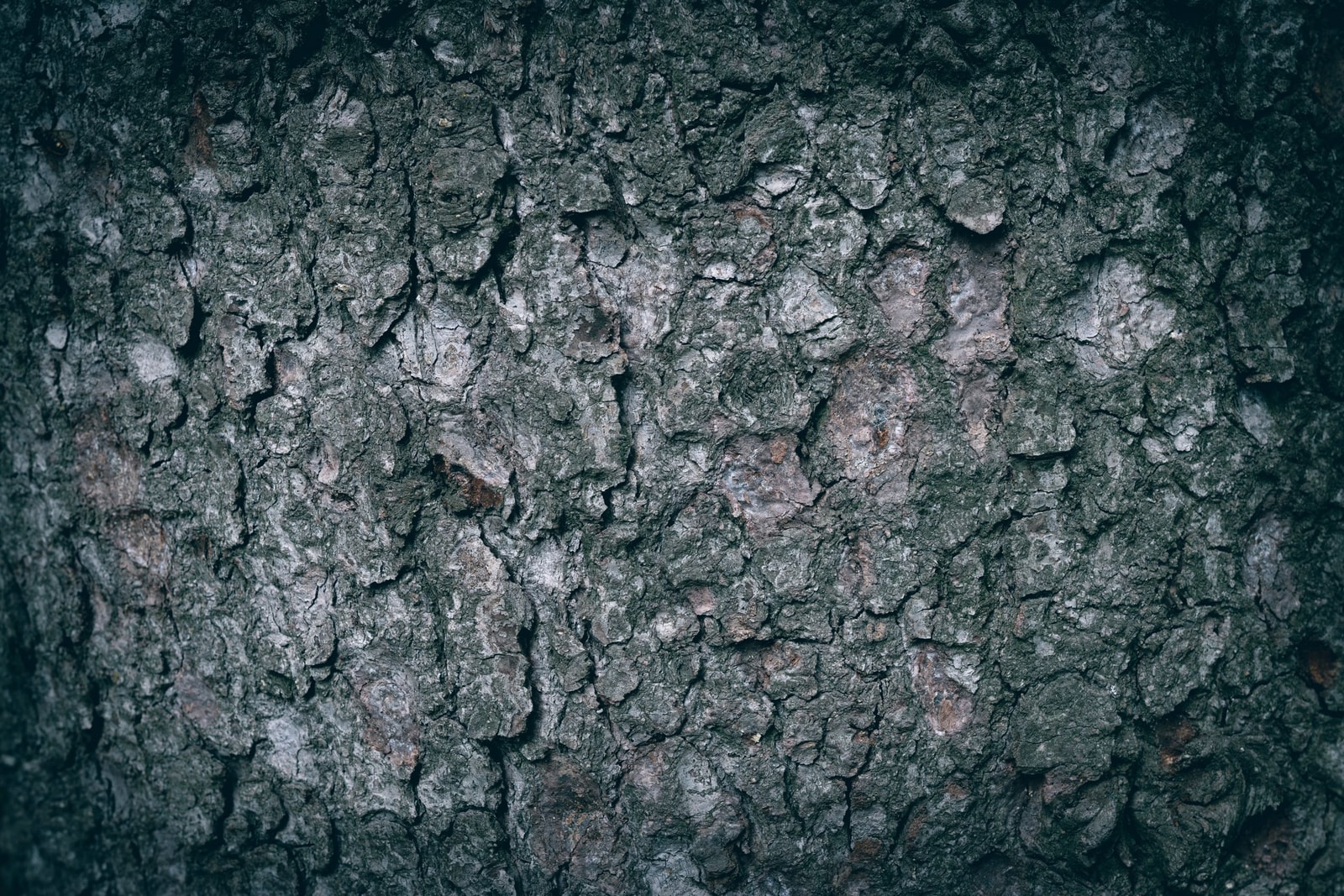 Close-up of the bark on a tree trunk
