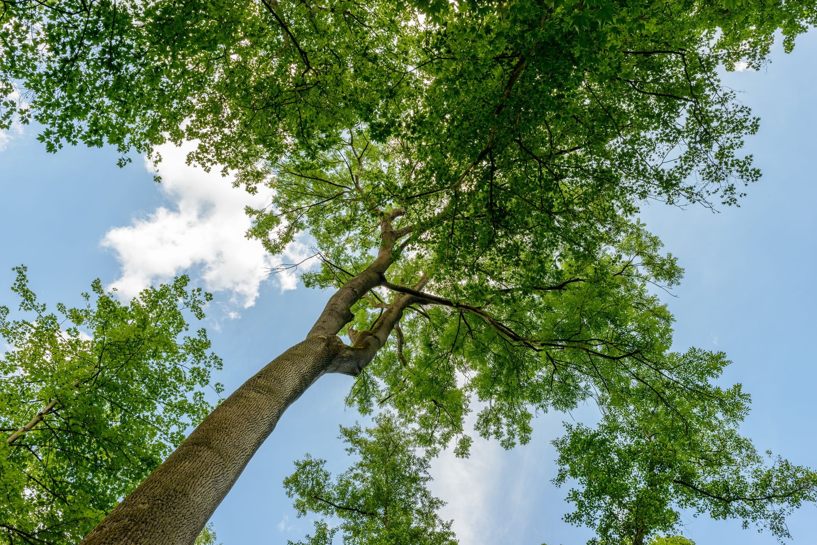Looking up into a full, healthy green maple canopy from below