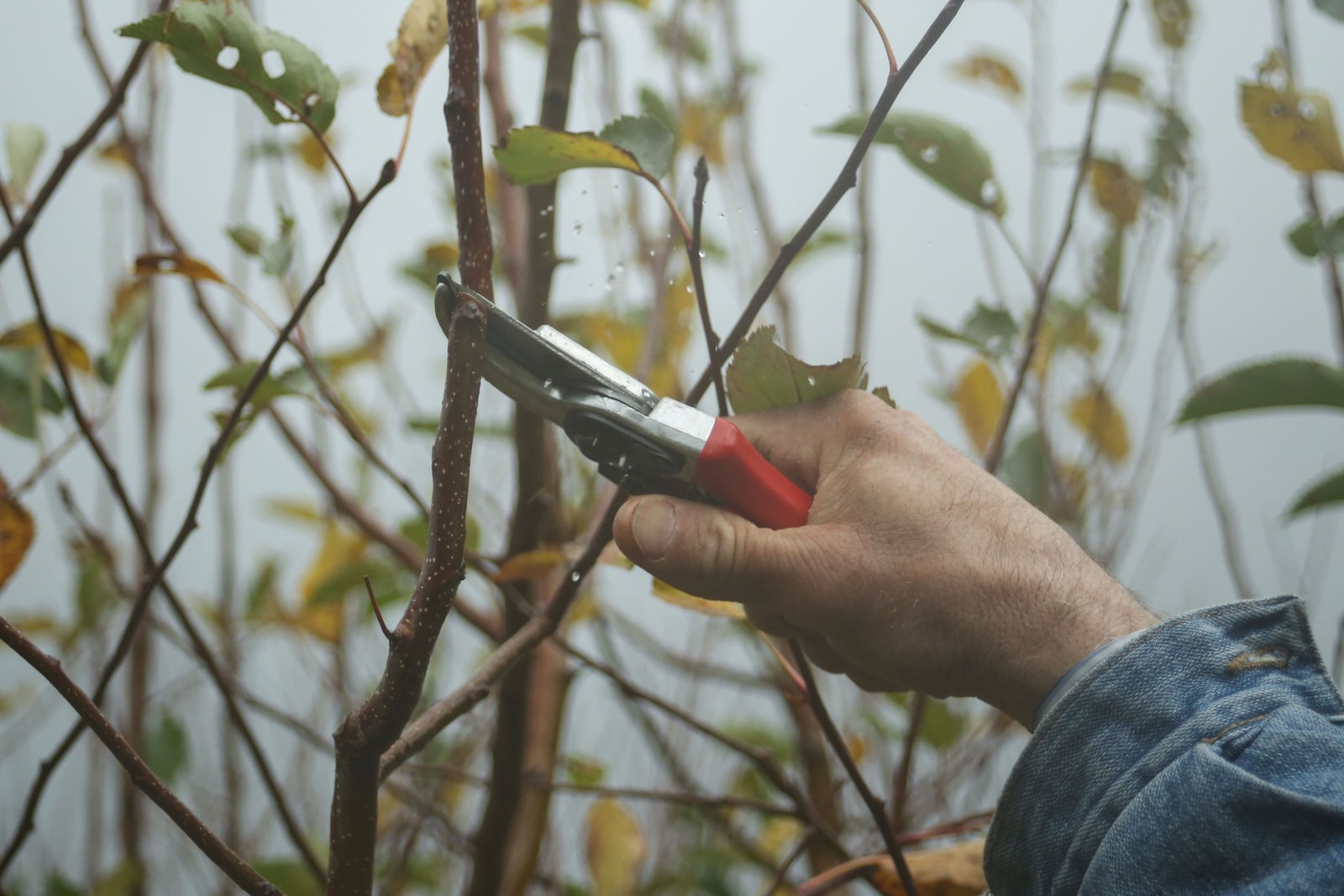 Hand using red-handled bypass pruners to cut a branch