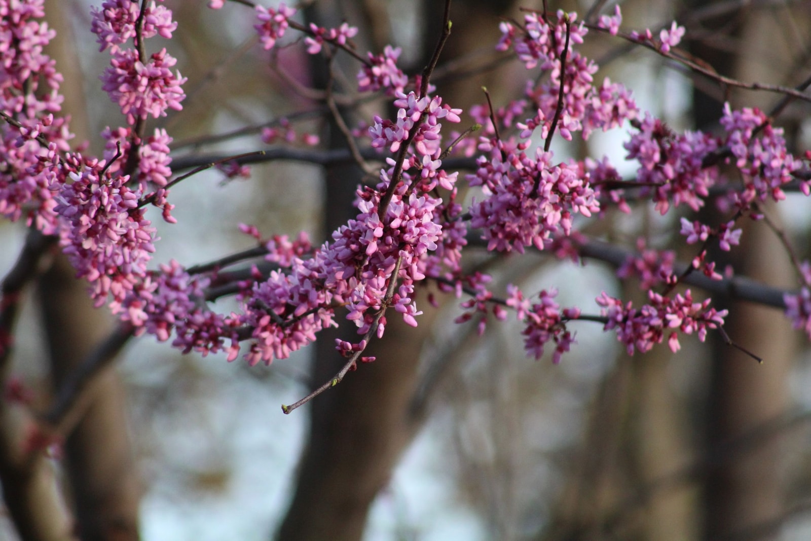 Eastern redbud tree covered in pink spring blossoms