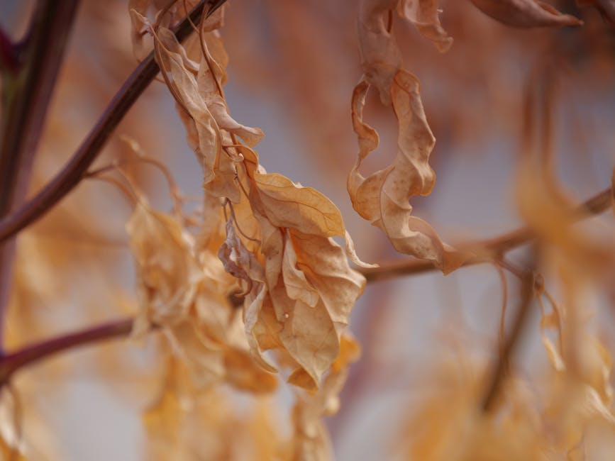 Dried brown leaves on a tree branch showing signs of drought stress