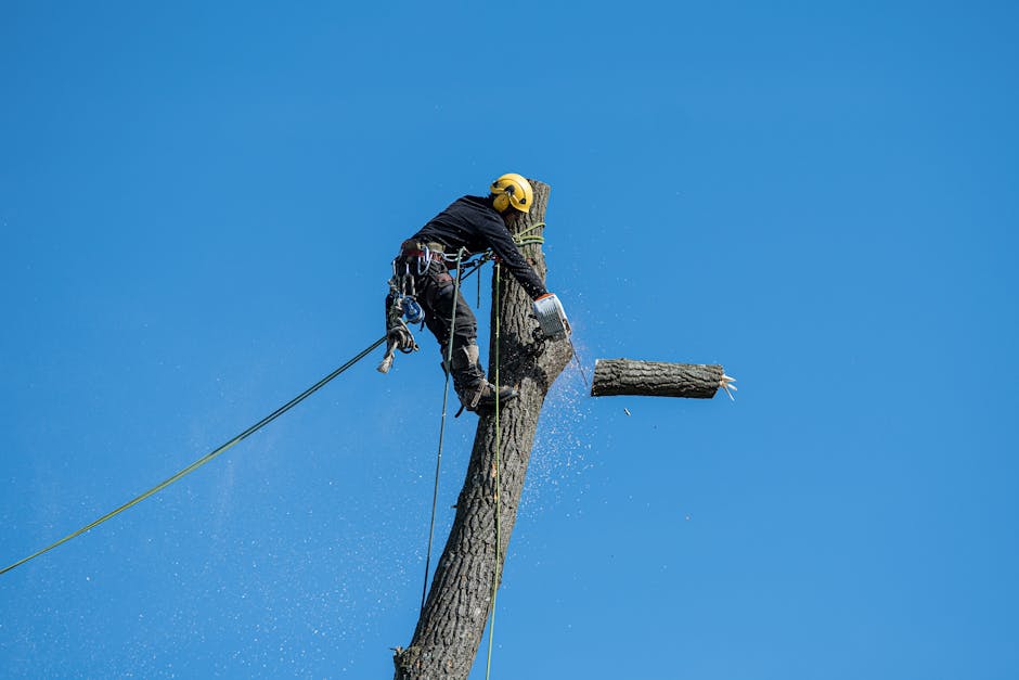 Arborist in safety gear using a chainsaw to cut tree branches high above the ground