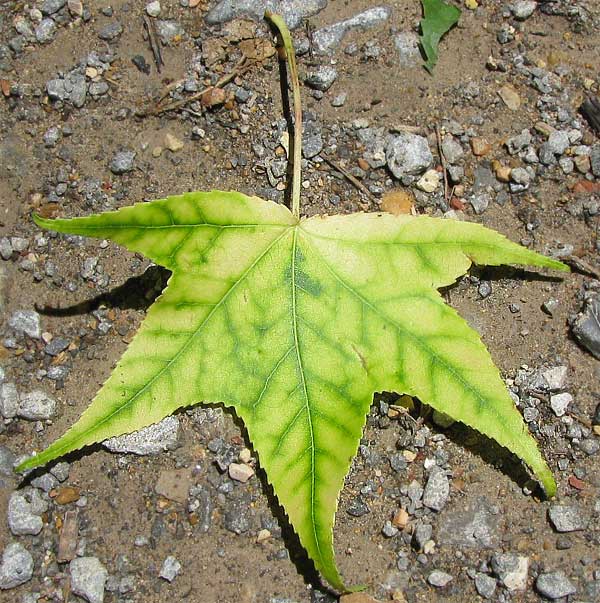 Sweetgum leaf showing interveinal chlorosis, with pale yellow tissue between dark green veins