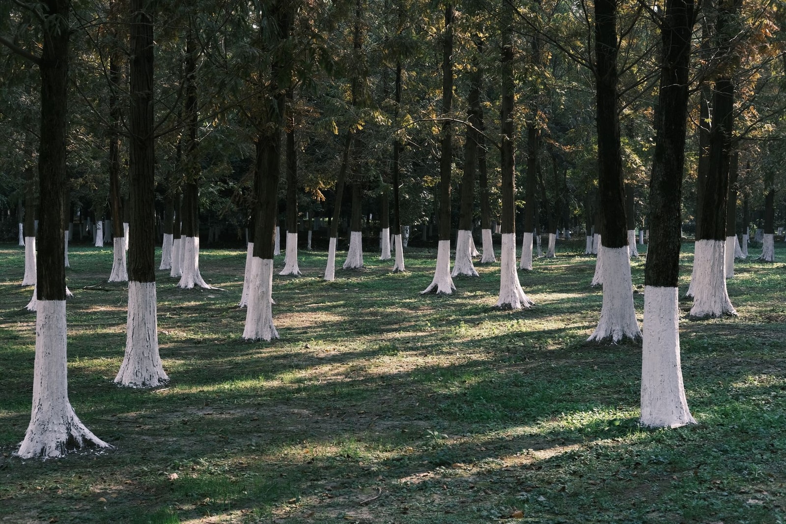 Rows of trees with the lower trunks painted white, seen through sunlit woodland