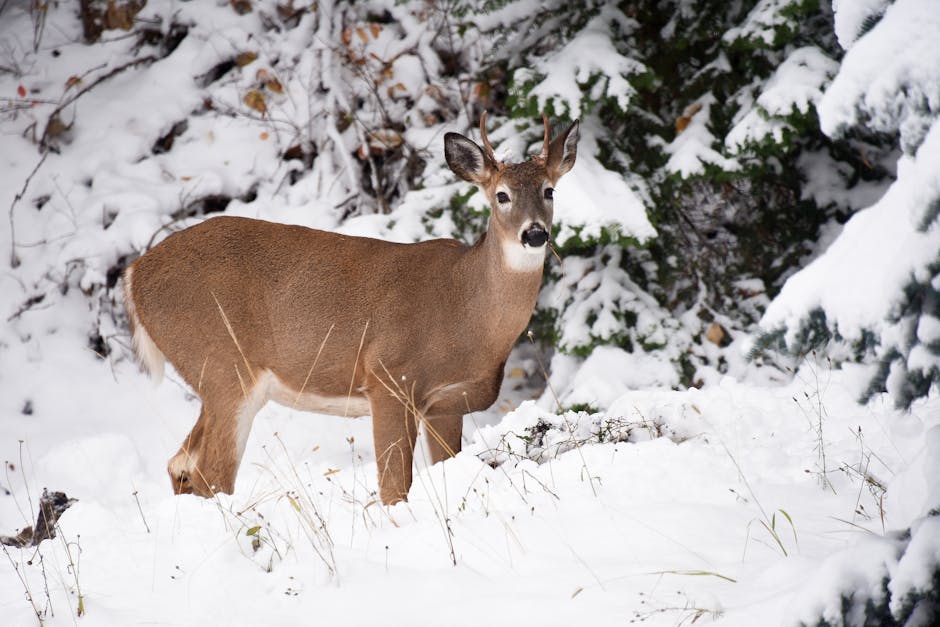 White-tailed deer standing in a snow-covered winter landscape