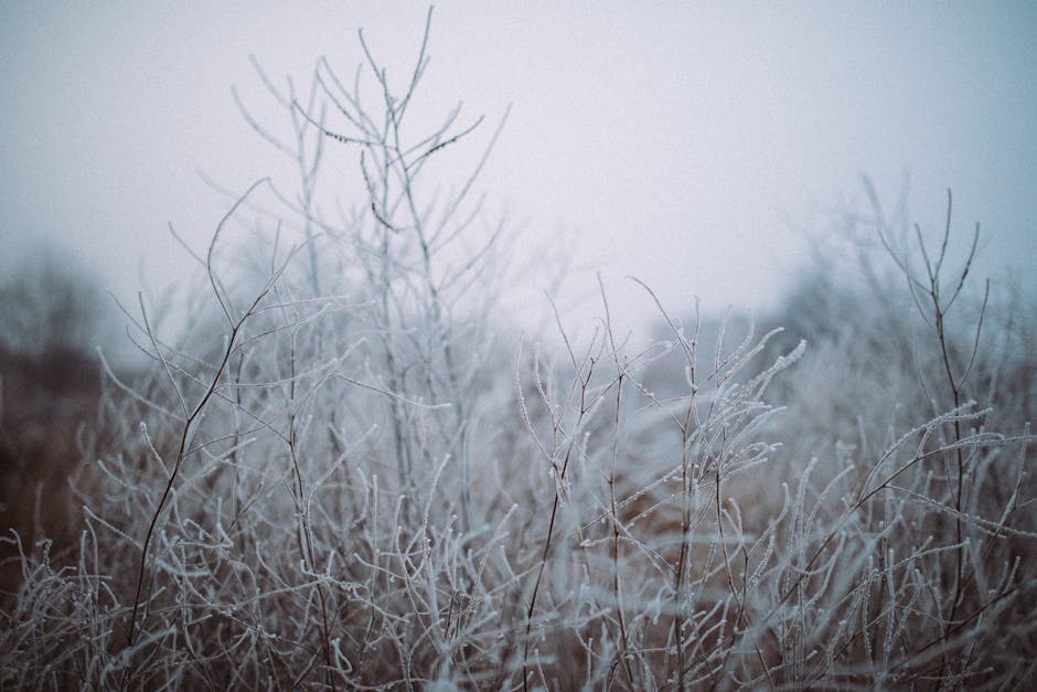 Frost-covered bare tree branches creating a serene winter atmosphere