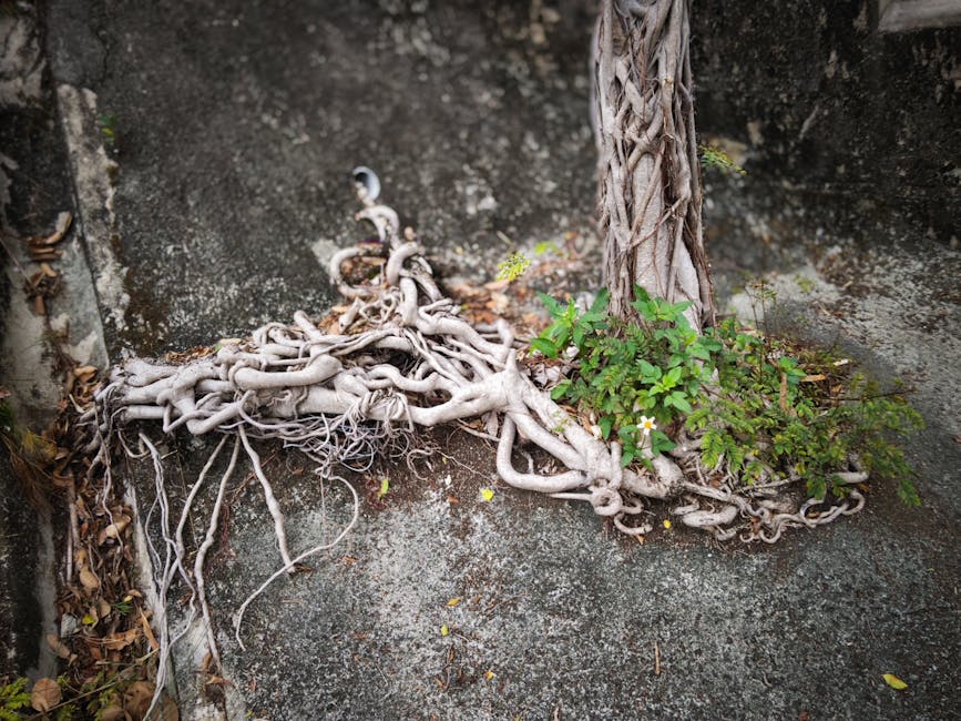 Tree roots spreading across concrete in an urban setting