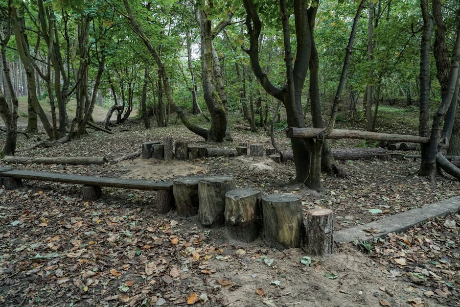 Tree stumps arranged as rustic seats in a shaded woodland clearing