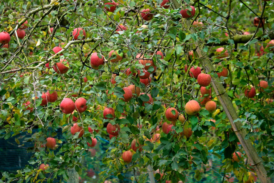 Well-maintained apple orchard with red fruit on healthy trees