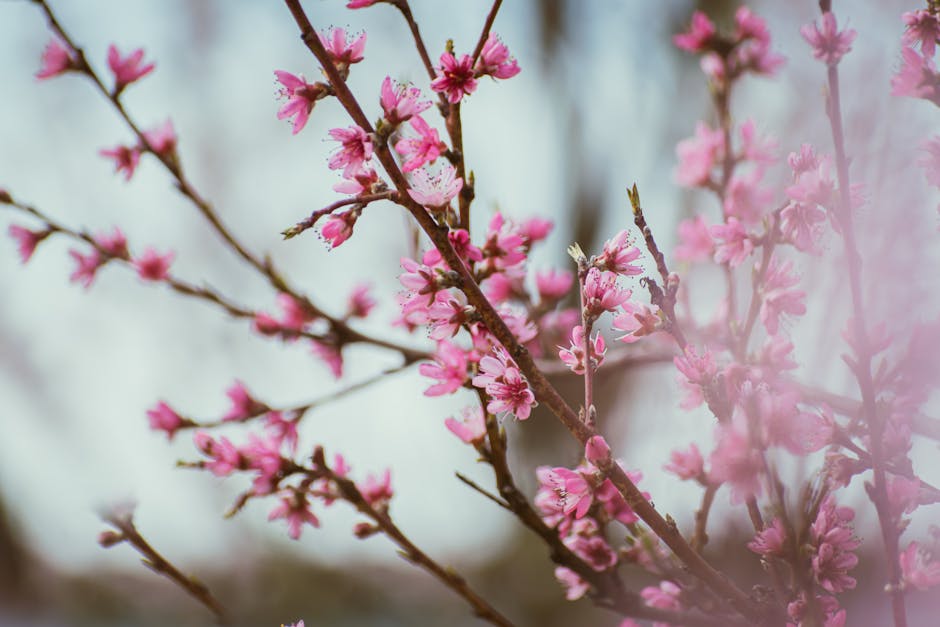 Peach tree branches covered in pink blossoms in early spring
