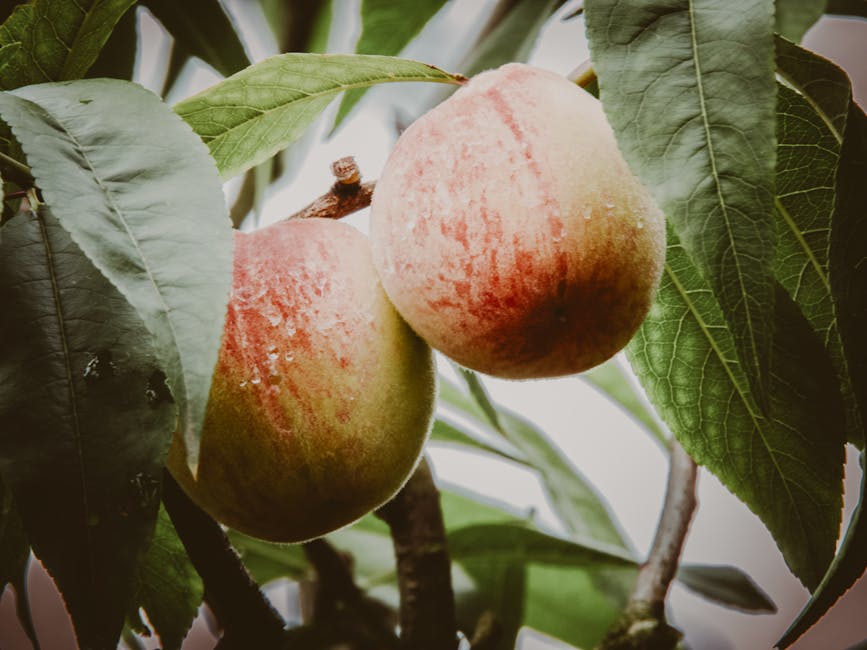 Ripe peaches with vibrant color on the tree ready for harvest