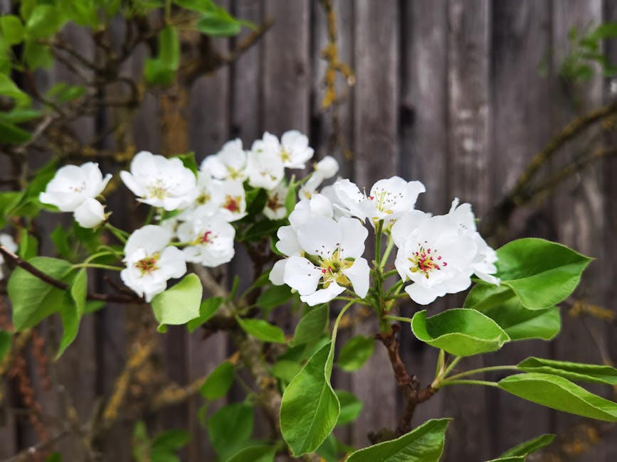 White pear blossoms in full bloom along a rustic wooden fence