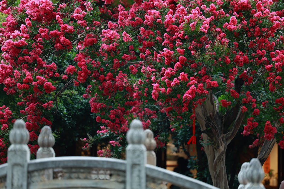 Pink crepe myrtle in full bloom arching over a stone bridge in a garden landscape