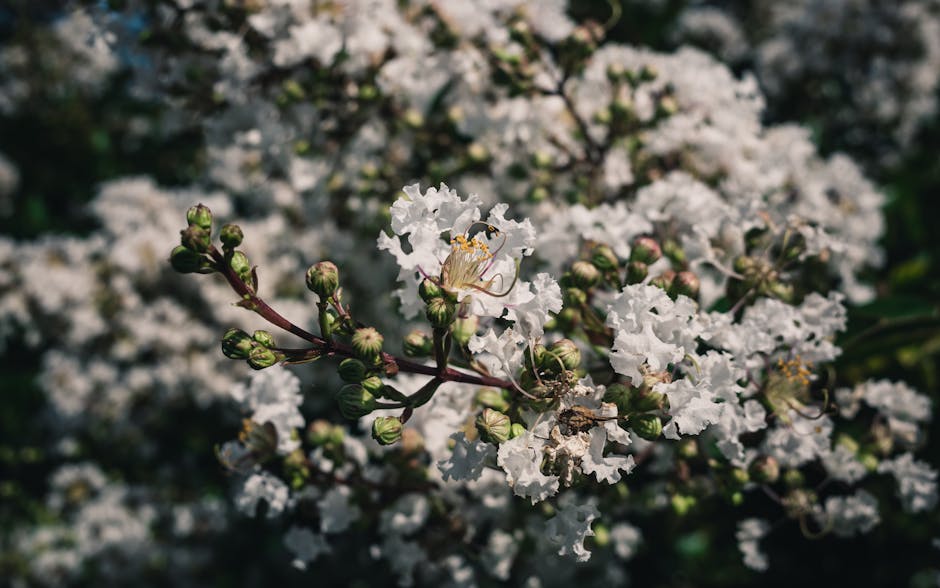 White crepe myrtle flowers in full bloom with green foliage in the background