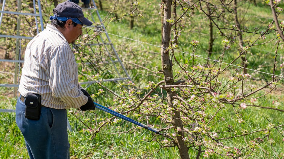 Farmer using loppers to prune fruit tree branches in an orchard