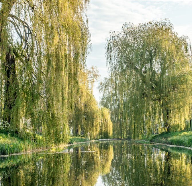 Weeping willow trees and tranquil pond in a park setting