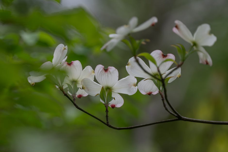 White dogwood bracts blooming along a branch in early summer
