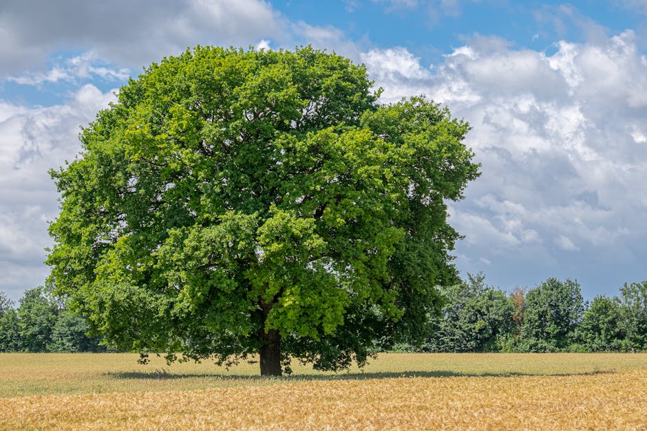 Young oak tree standing alone in an open grassy field under blue sky